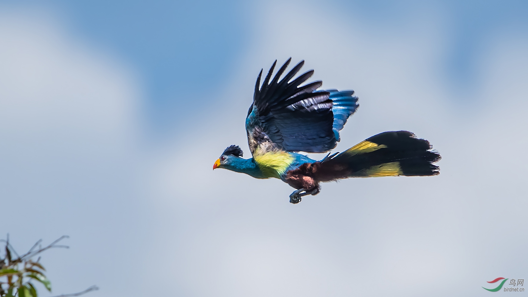蓝蕉鹃—非洲朋友祝祖国70华诞!(祝贺首页精华!