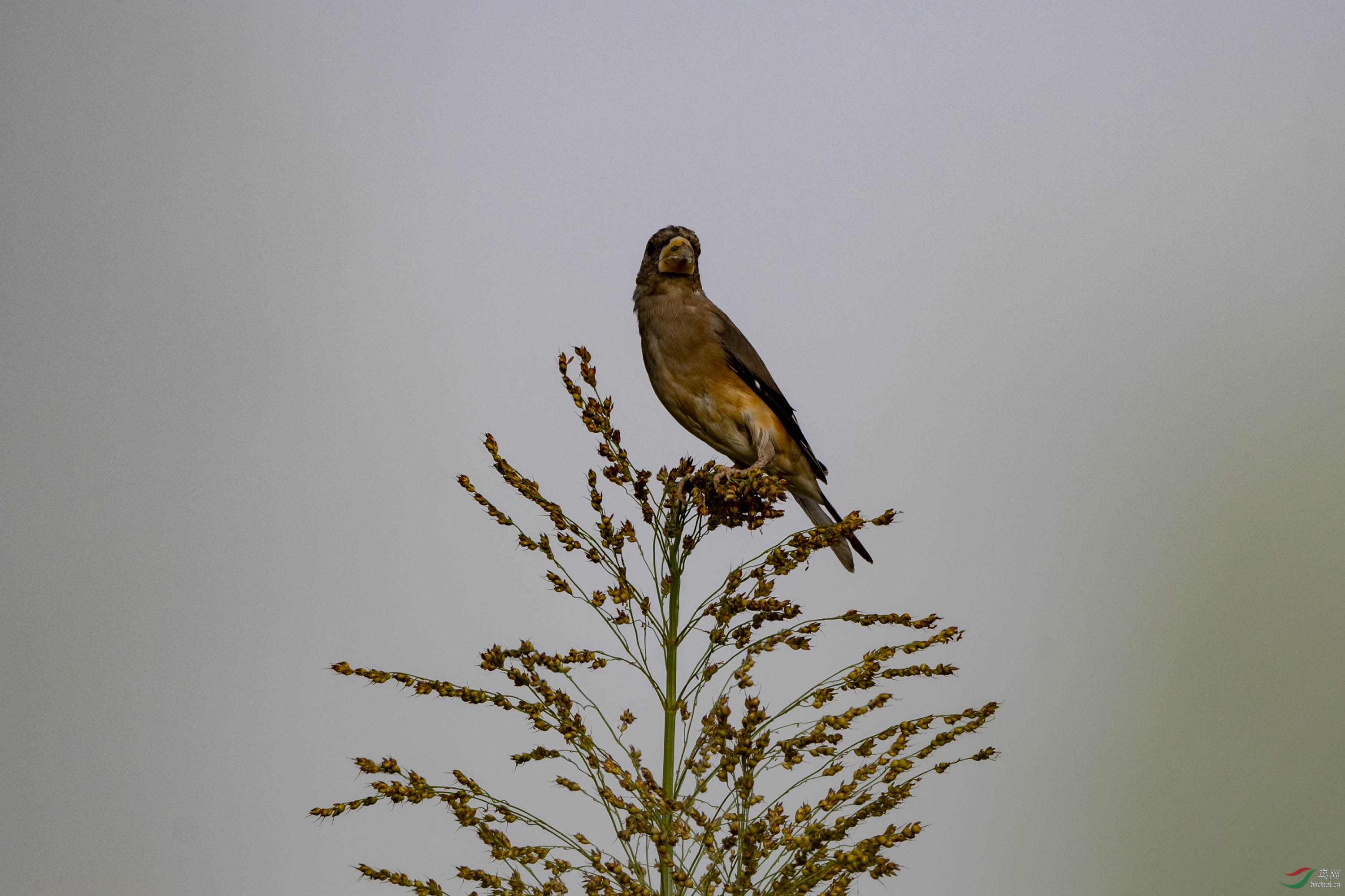 D50_1684.jpg