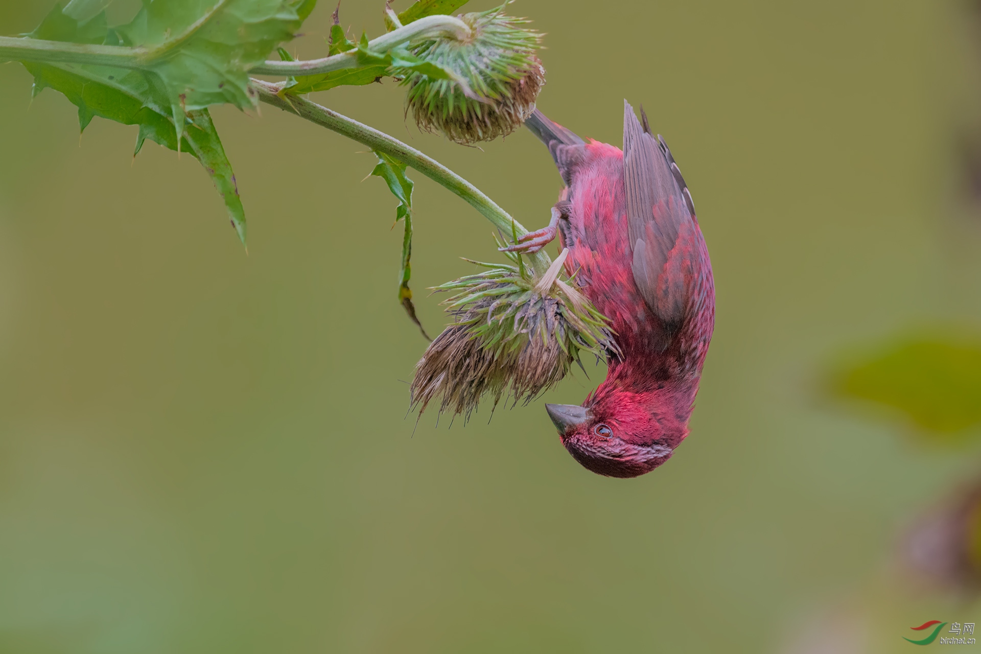 _DSC3164-1.jpg