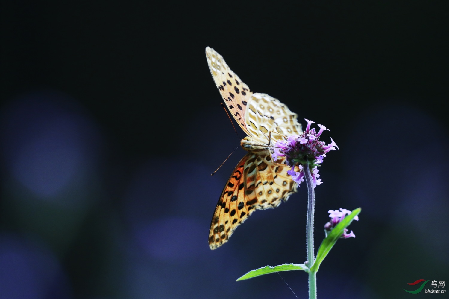 2019-09-30 90D 081.JPG