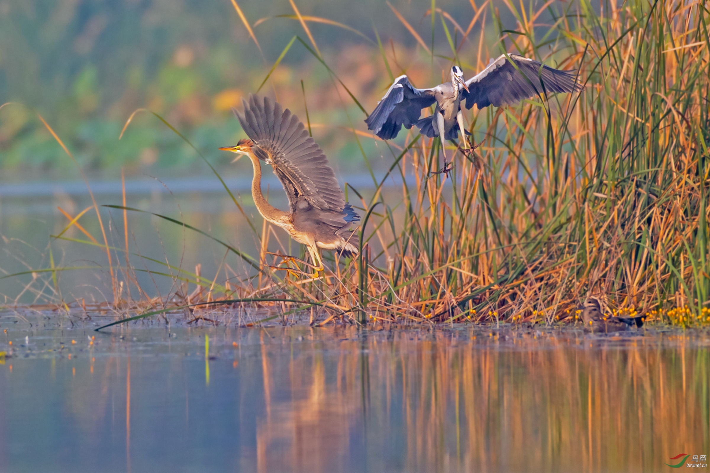 《倚强凌弱》苍鹭与草鹭