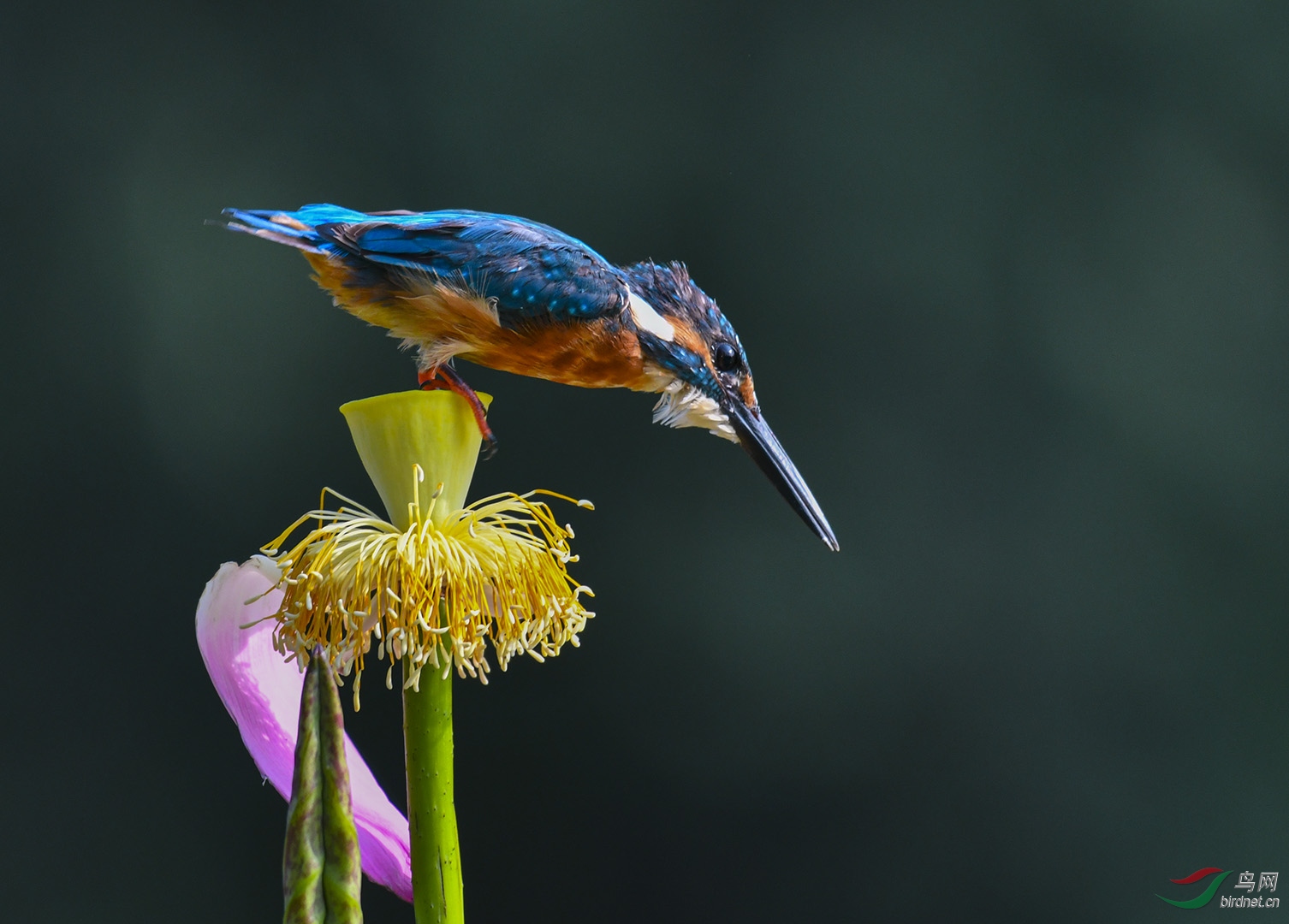 DSC_3318-1.jpg
