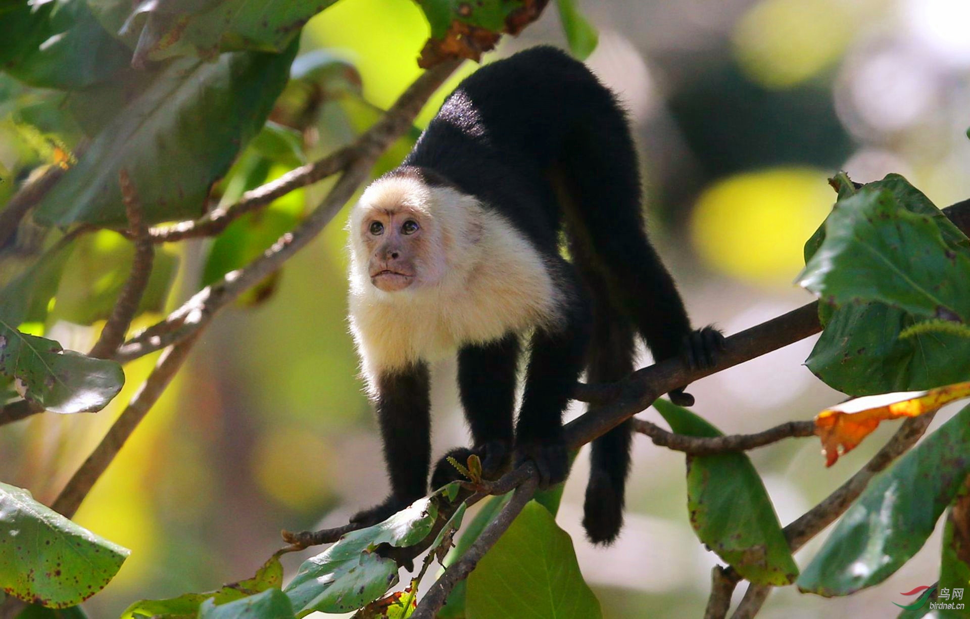 白脸卷尾猴【 我错了!】(祝贺荣获首页精华)