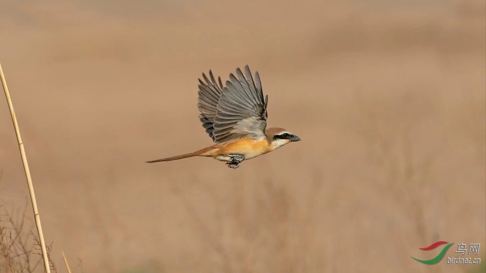 ͼƬ11 ����.jpg