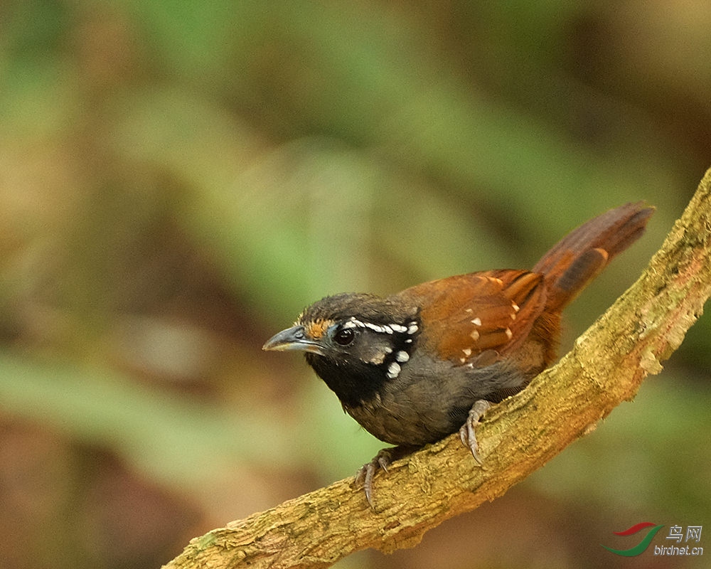 White-necked-Babbler-白�