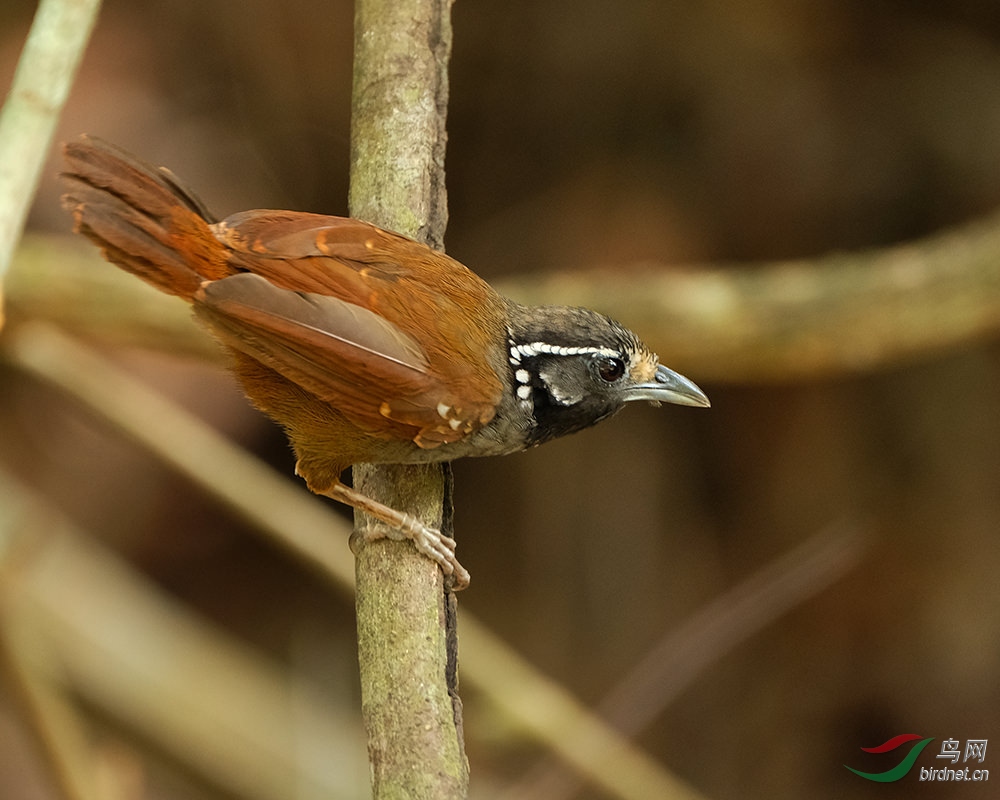 White-necked-Babbler-白�