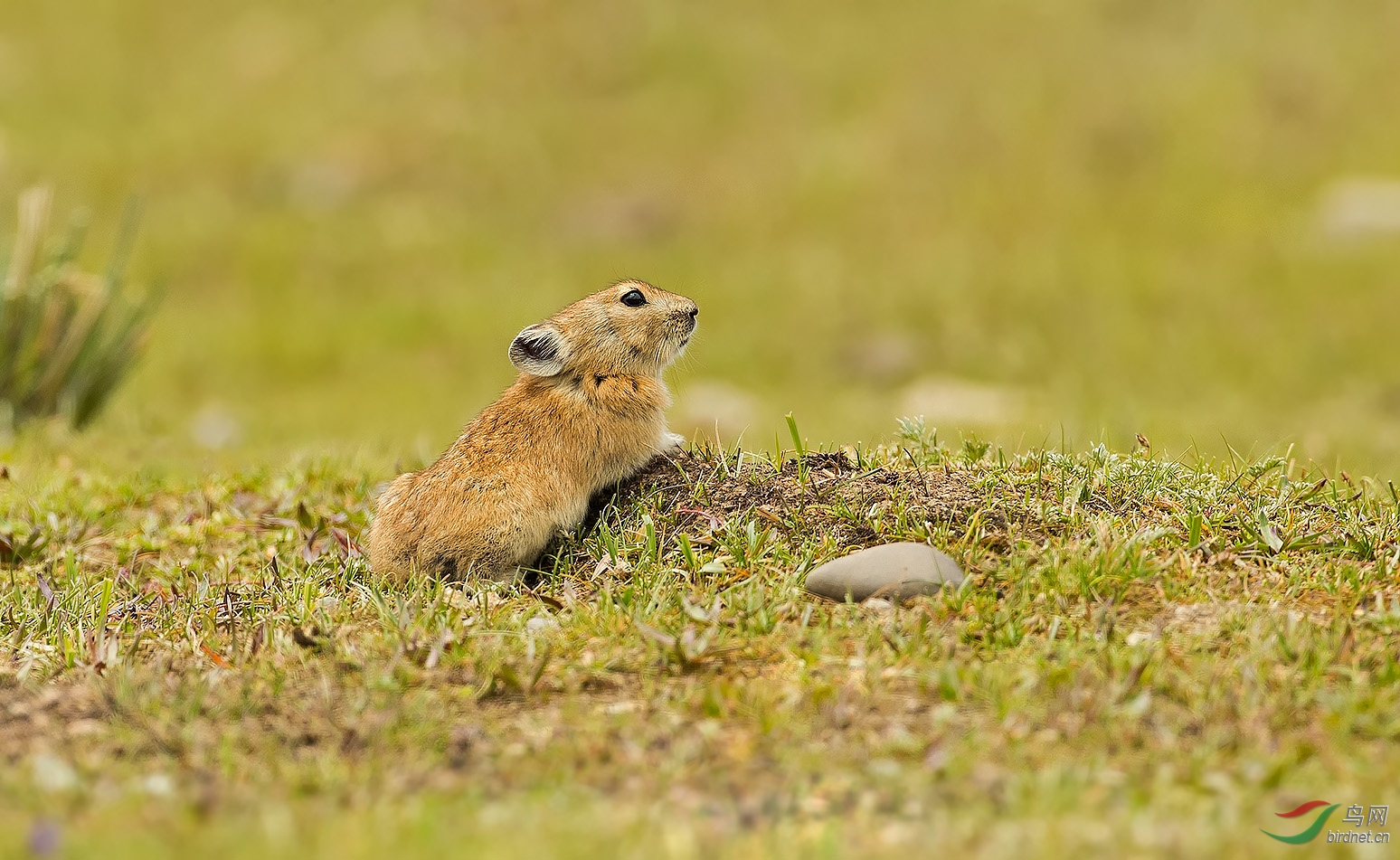 高原鼠兔