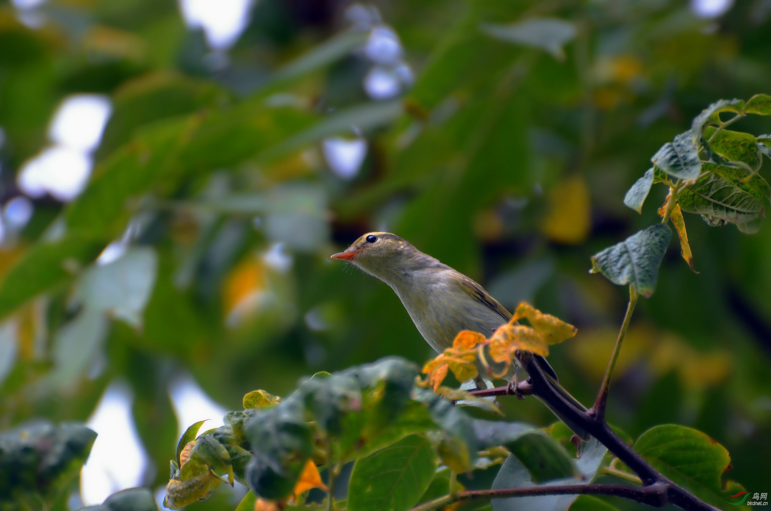 DSC_6276.JPG