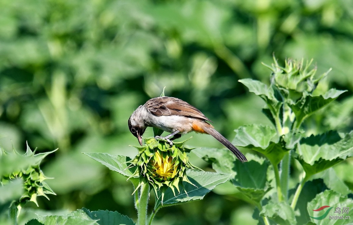 DSC_1012a.JPG