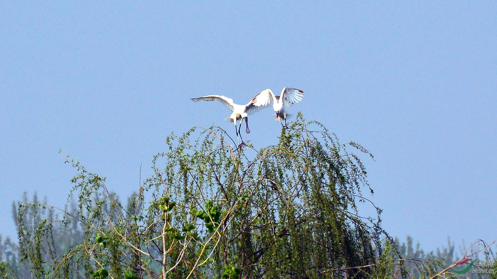 DSC_6362.JPG
