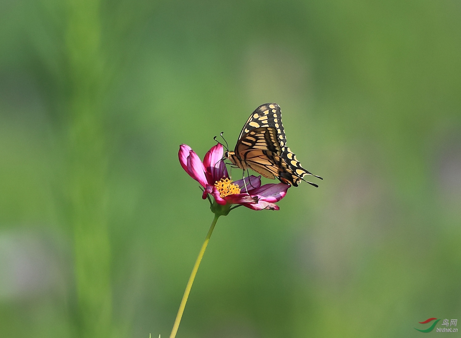 拍野生昆虫!拍原生态!谢谢观赏!