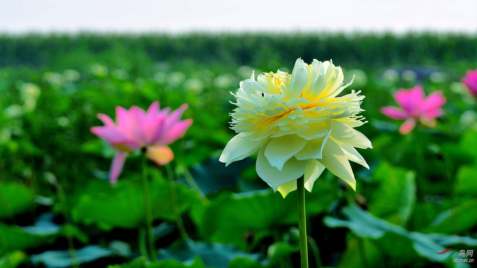 DSC_4599.JPG