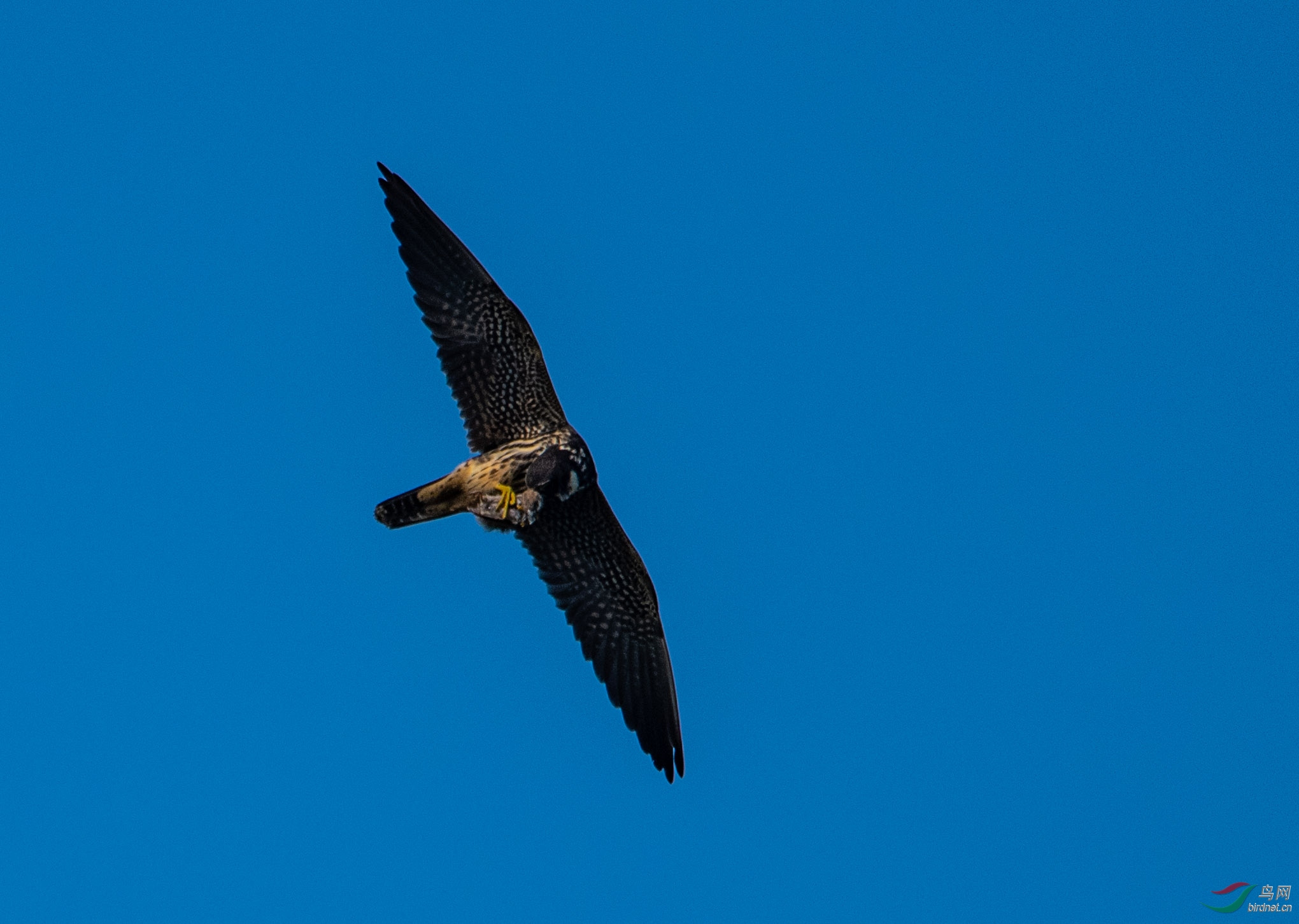 DSC_0218.jpg