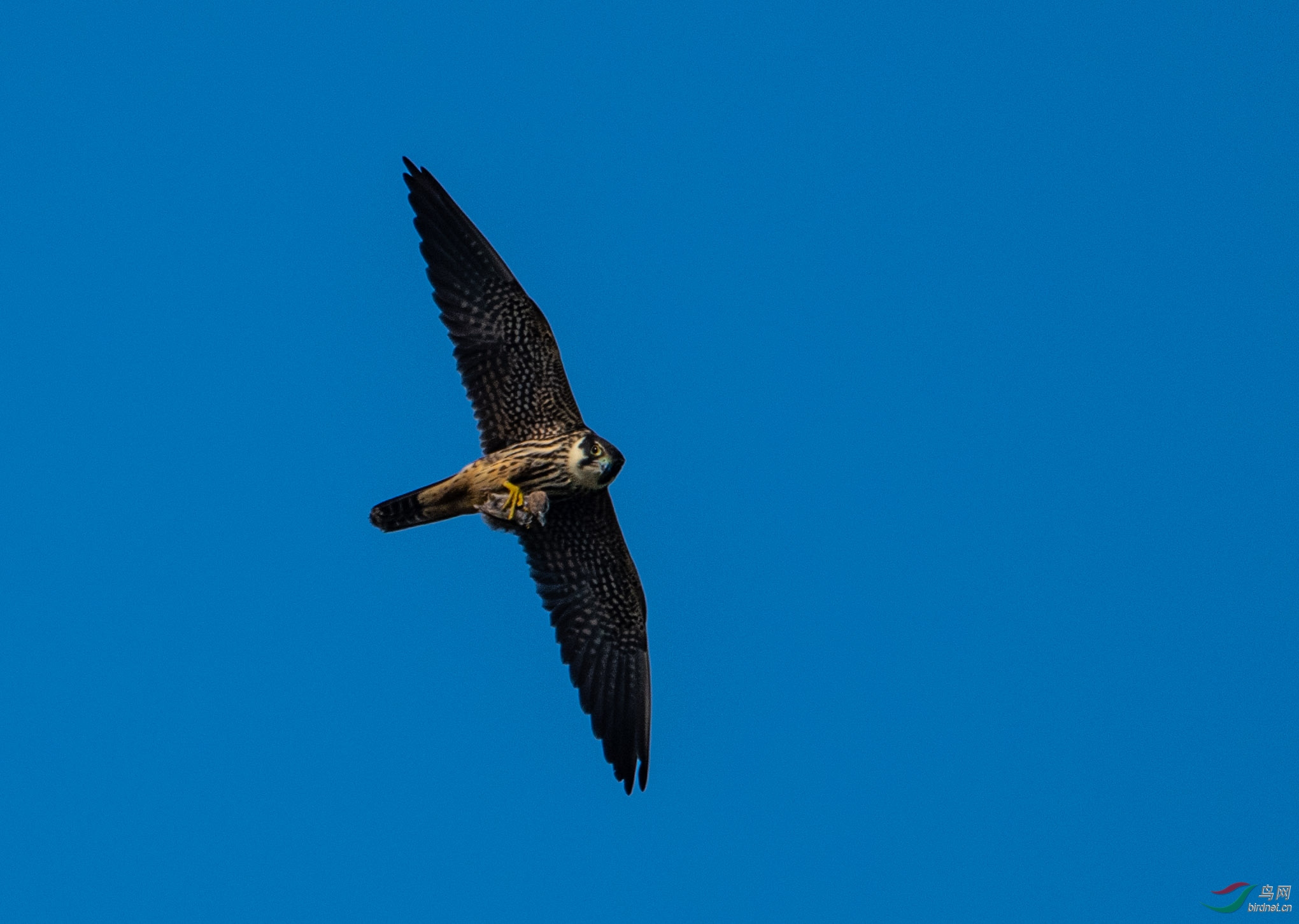 DSC_0219.jpg