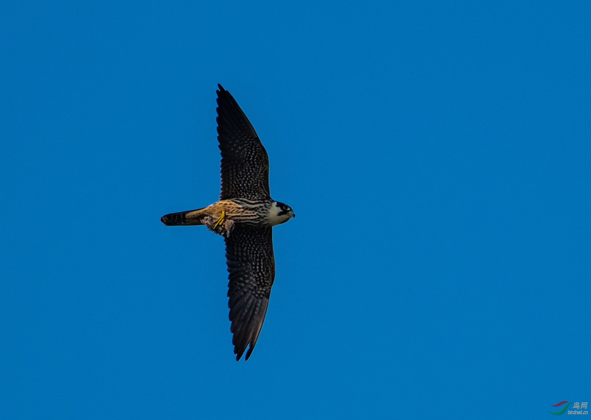 DSC_0220.jpg