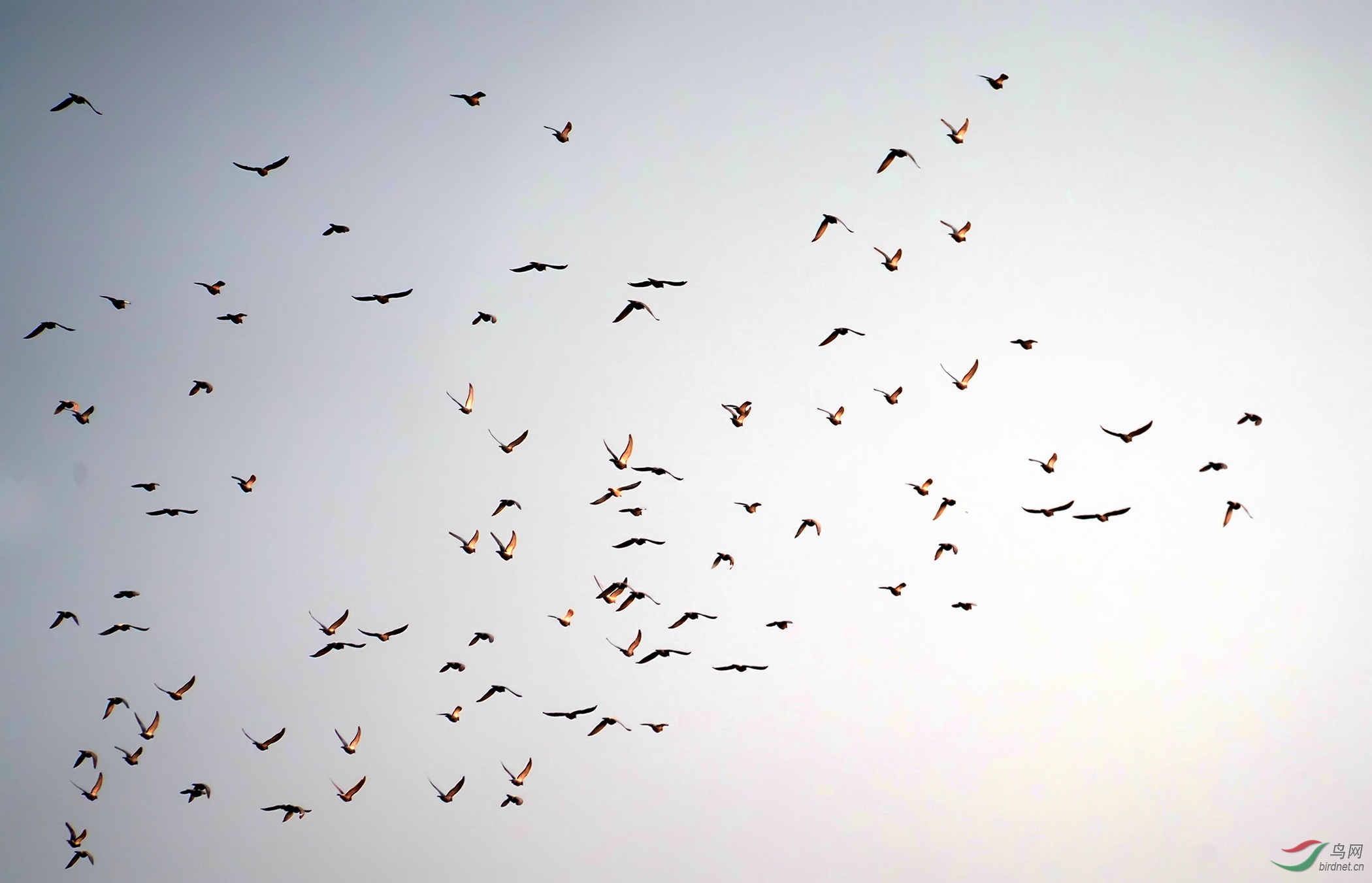 潮白河畔群鸟飞