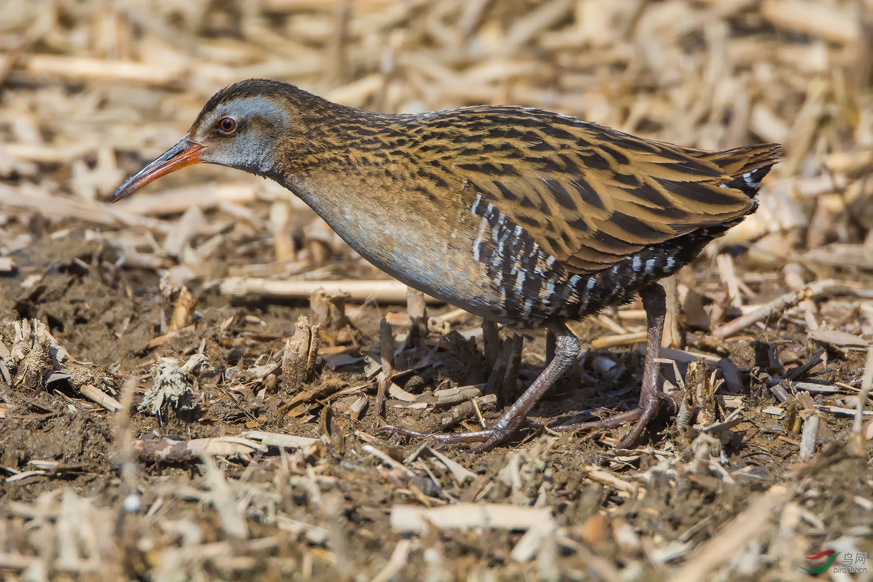 北京常见野鸟系列3:黑水鸡,白骨顶,普通秧鸡