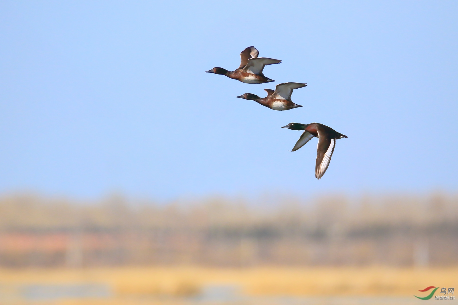 �������ͷǱѼ