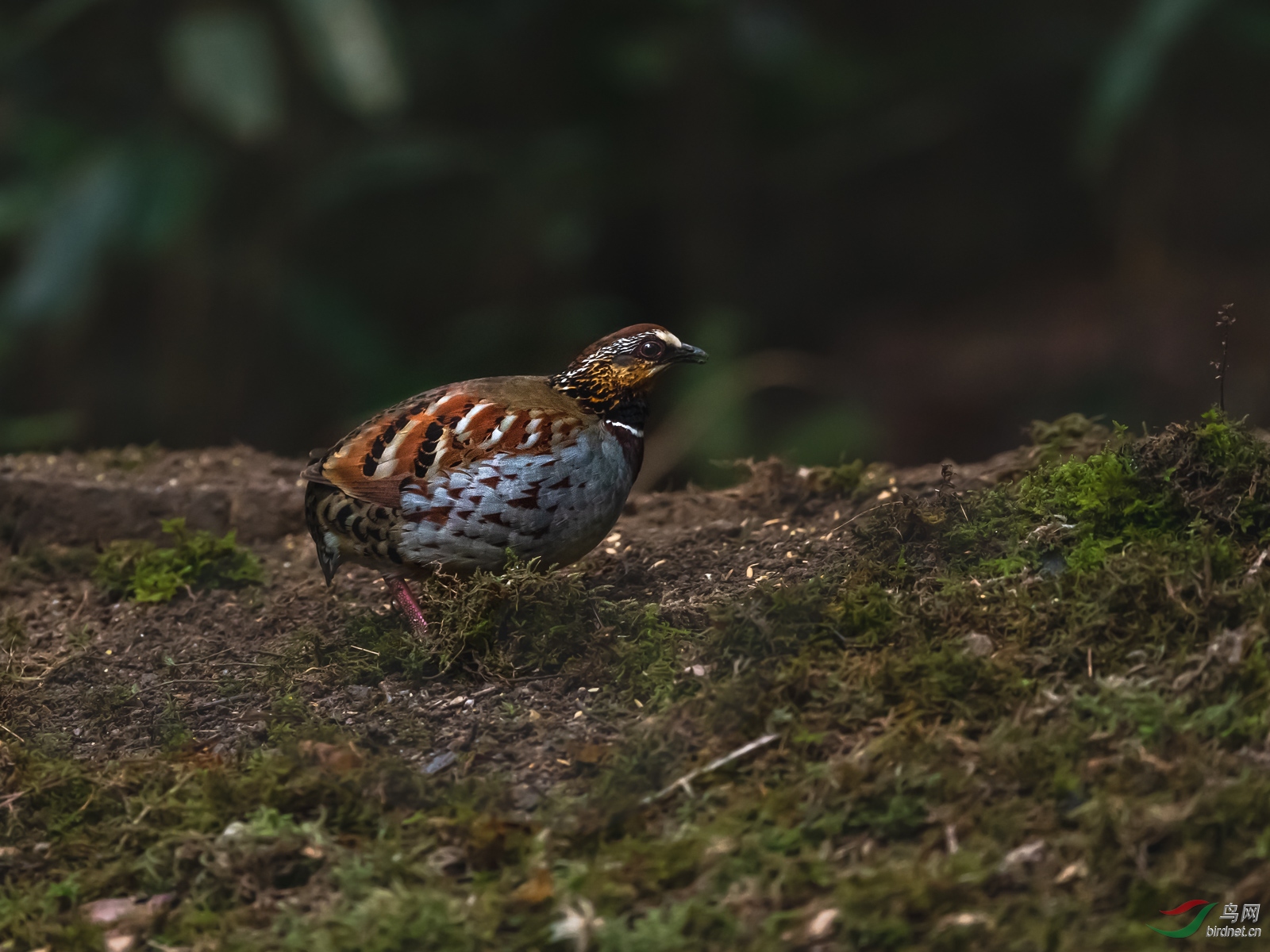 _DSC4050.jpg