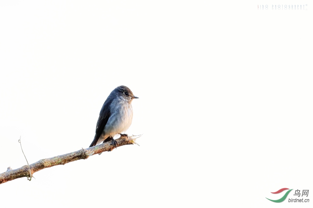 600mm f4 iso400 1/100