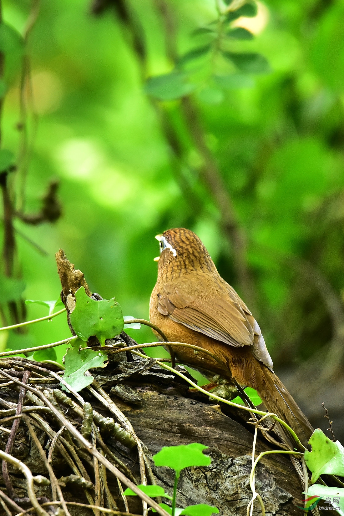 DSC_0046.JPG