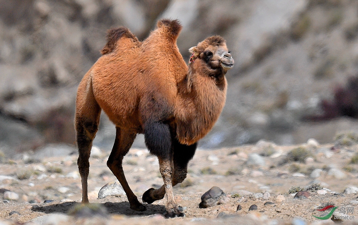 叶城峡谷的野骆驼.