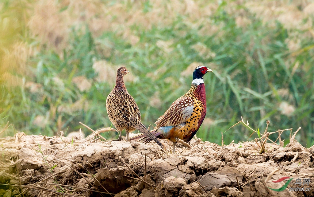 2019.10.2��Ӫʪ�� 1331.jpg