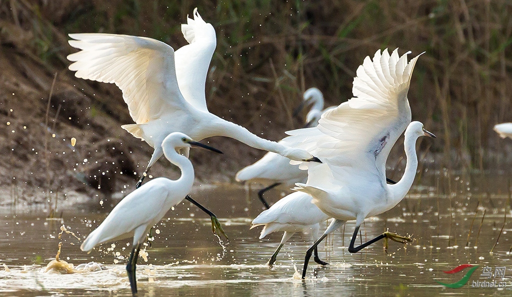 2019.10.2��Ӫʪ�� 4351.jpg