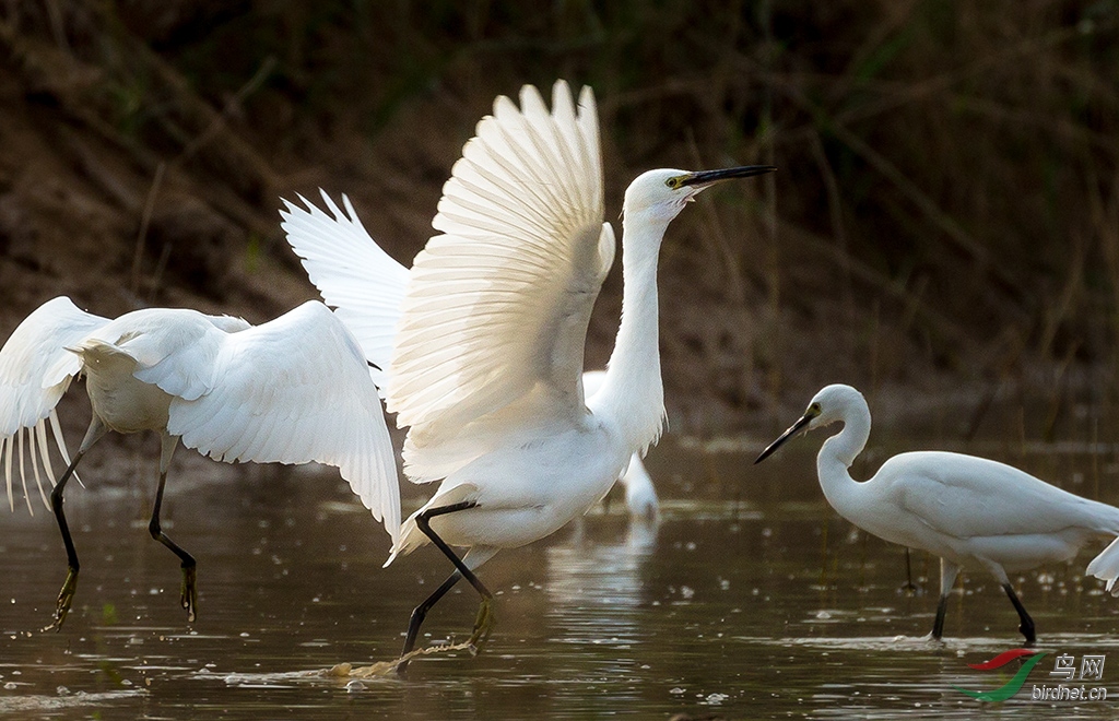 2019.10.2��Ӫʪ�� 2117.jpg