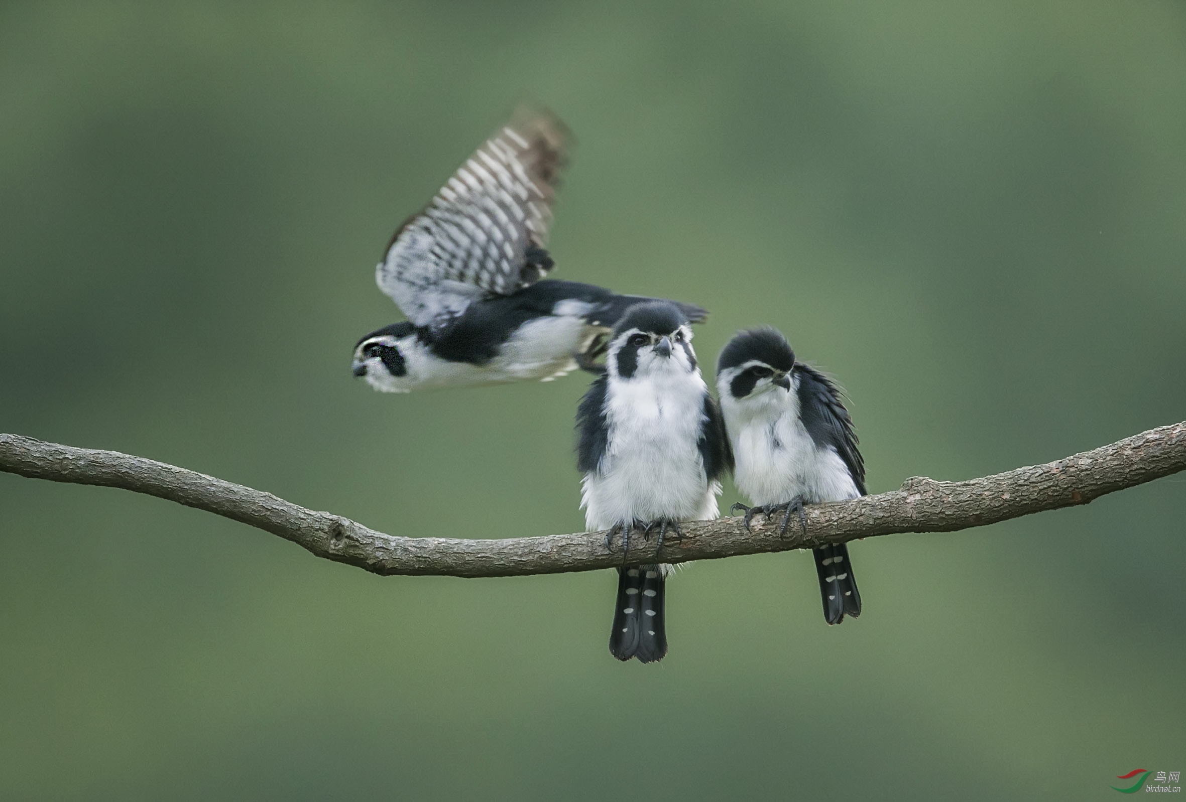 BT1I4402.-.jpg) (13).jpg