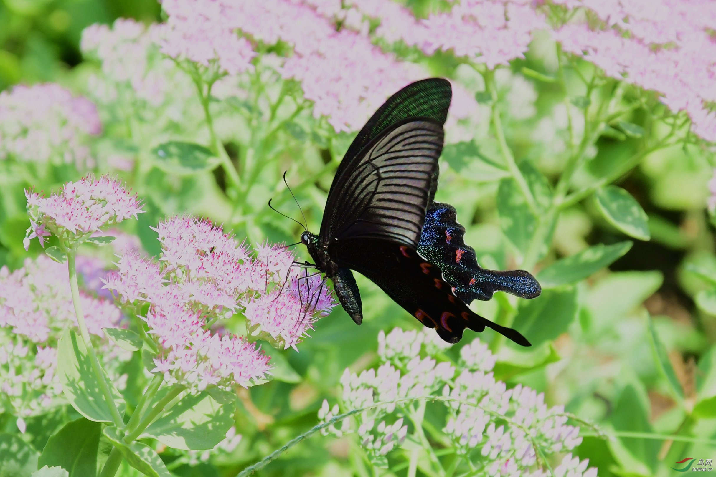 ���������� 2213.JPG