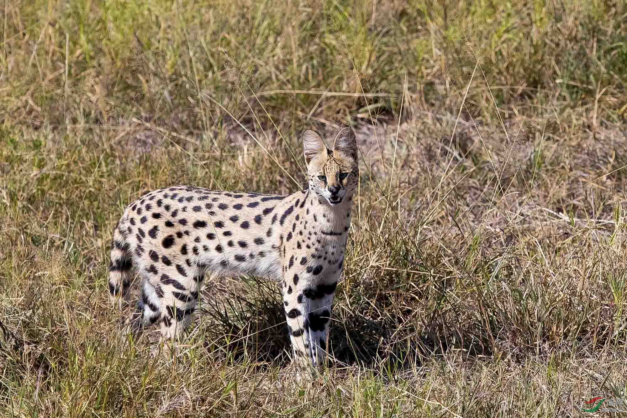 拍摄于非洲肯尼亚安布塞利野生动物保护区,欢迎浏览点评.