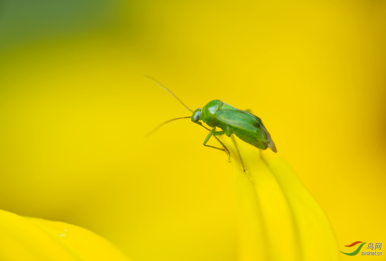 [动物] 自然界的色彩搭配------绿盲蝽