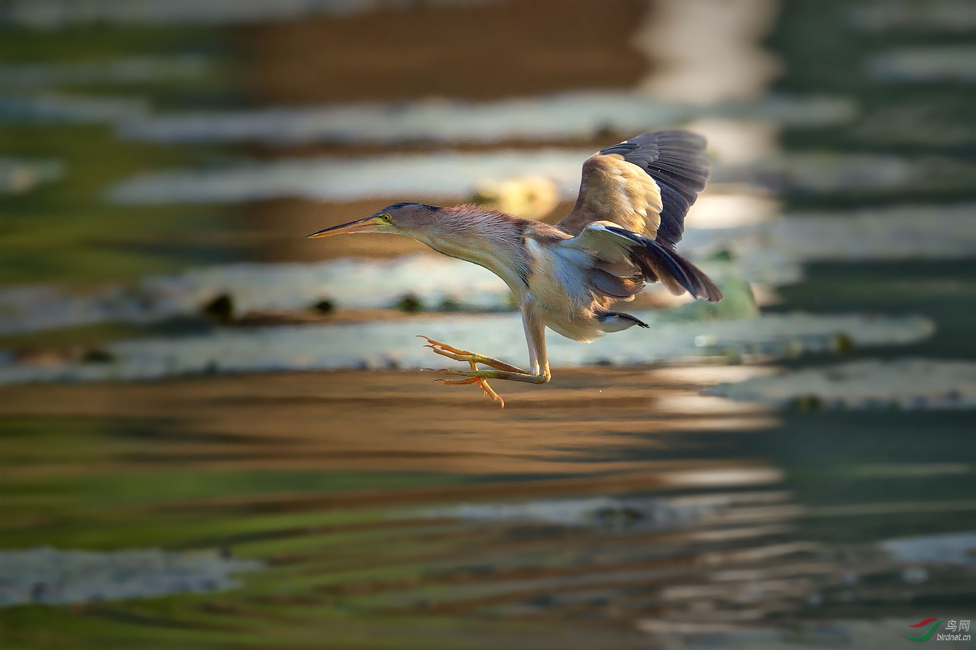 _DSC0485x.jpg
