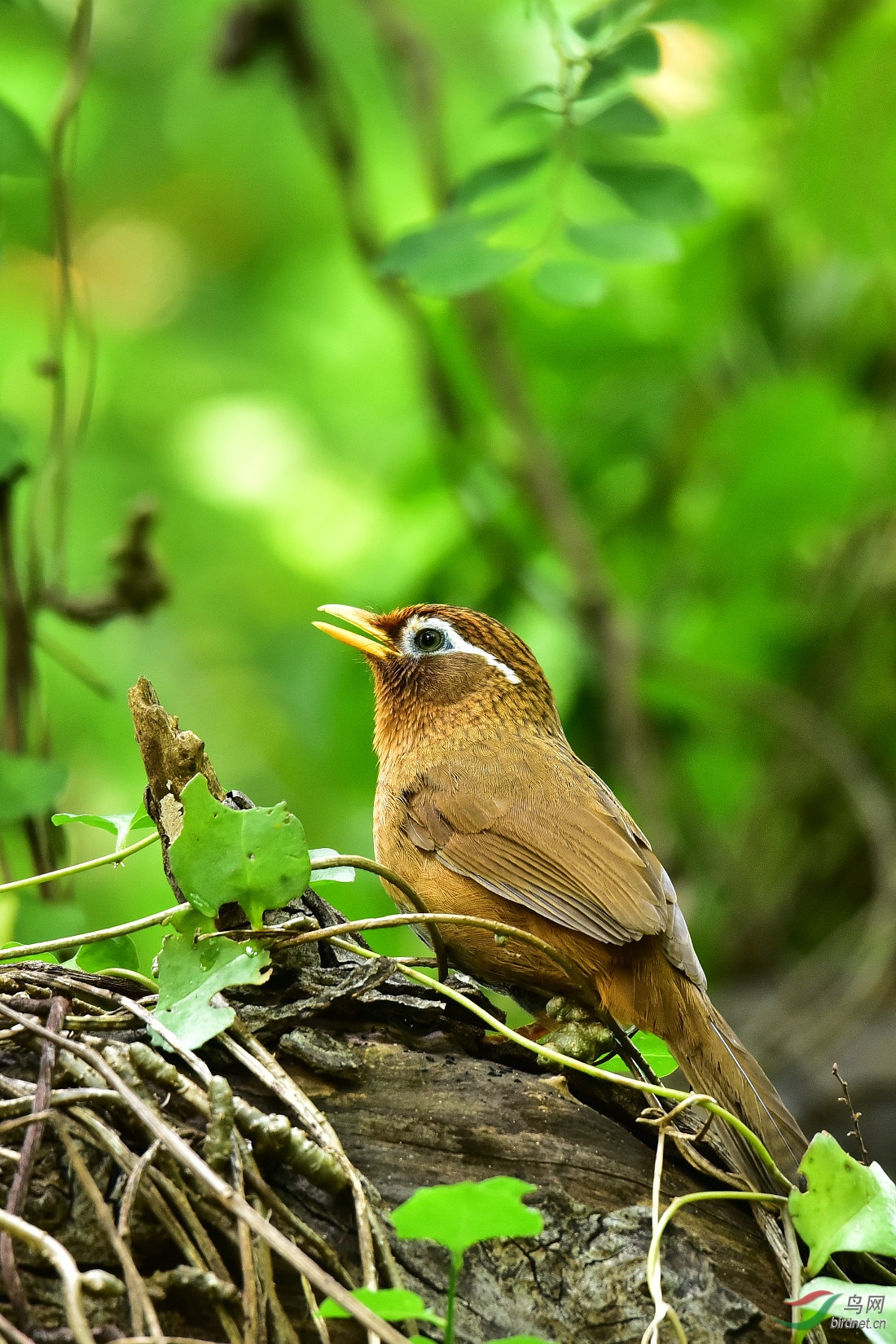 DSC_0050.JPG