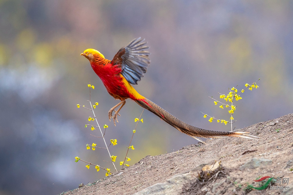 AK8I1720  02_����.jpg