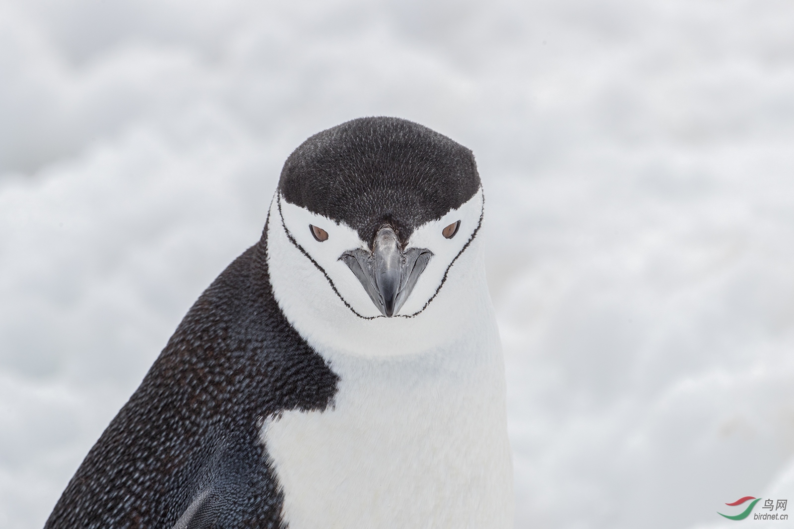 兴高采烈的南极帽带企鹅祝节日快乐