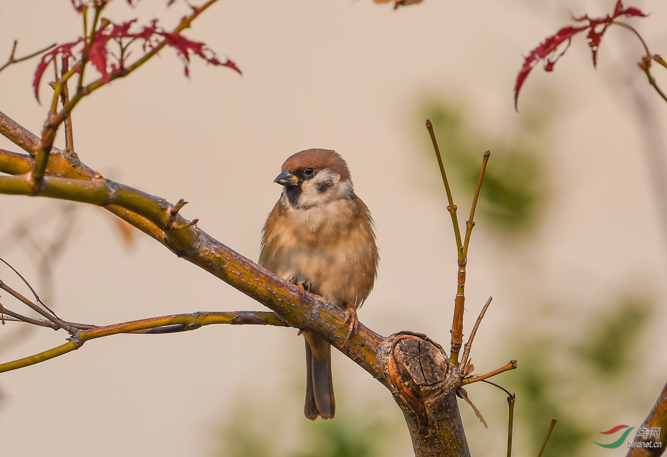 DSC_4855.JPG