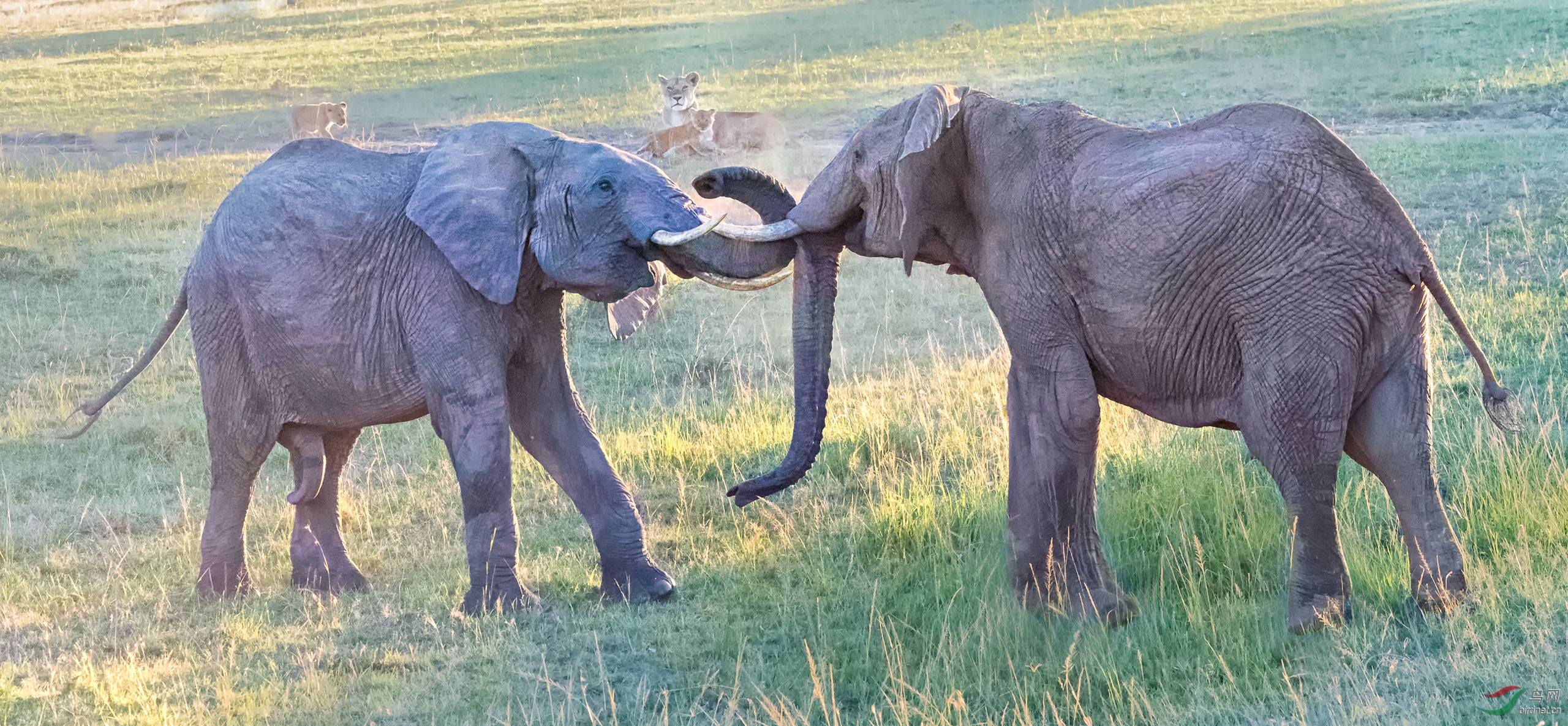 大象争斗(祝贺荣获首页精华)