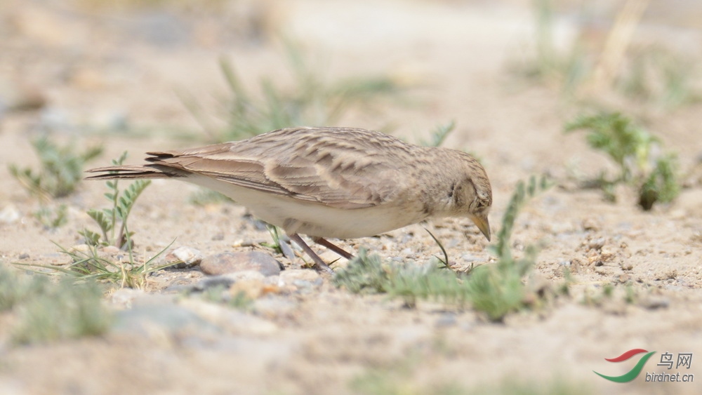 DSC_9203.JPG