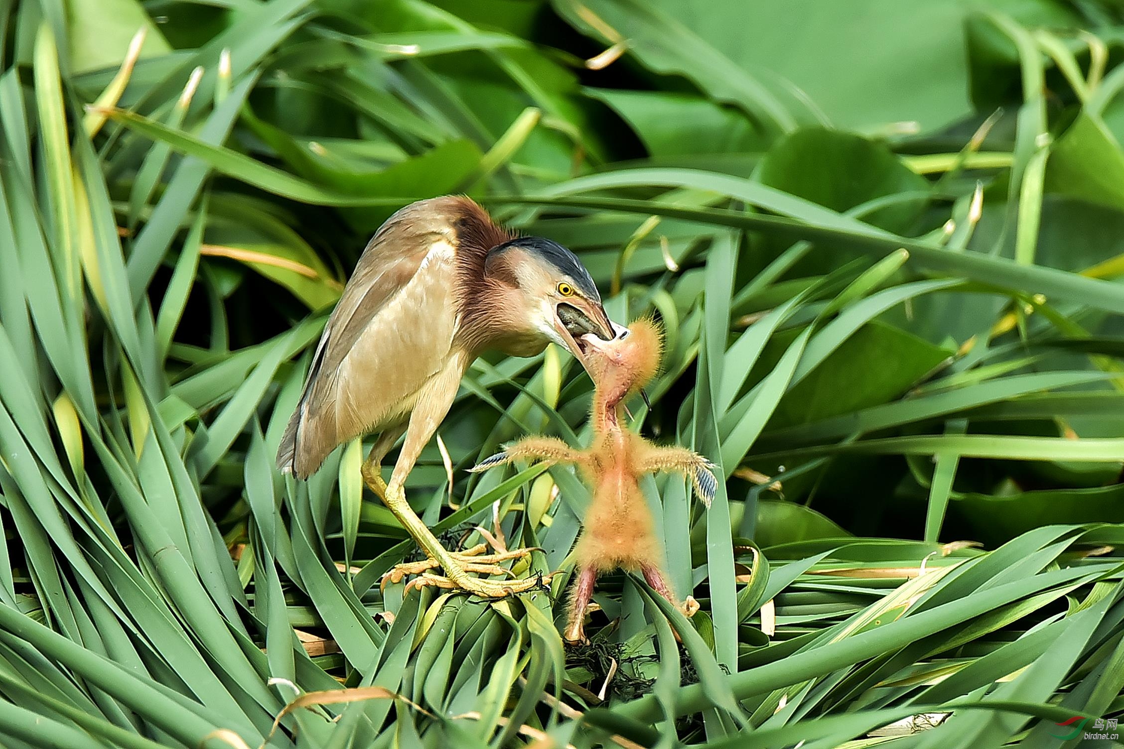 鸟类的早成雏与晚成雏