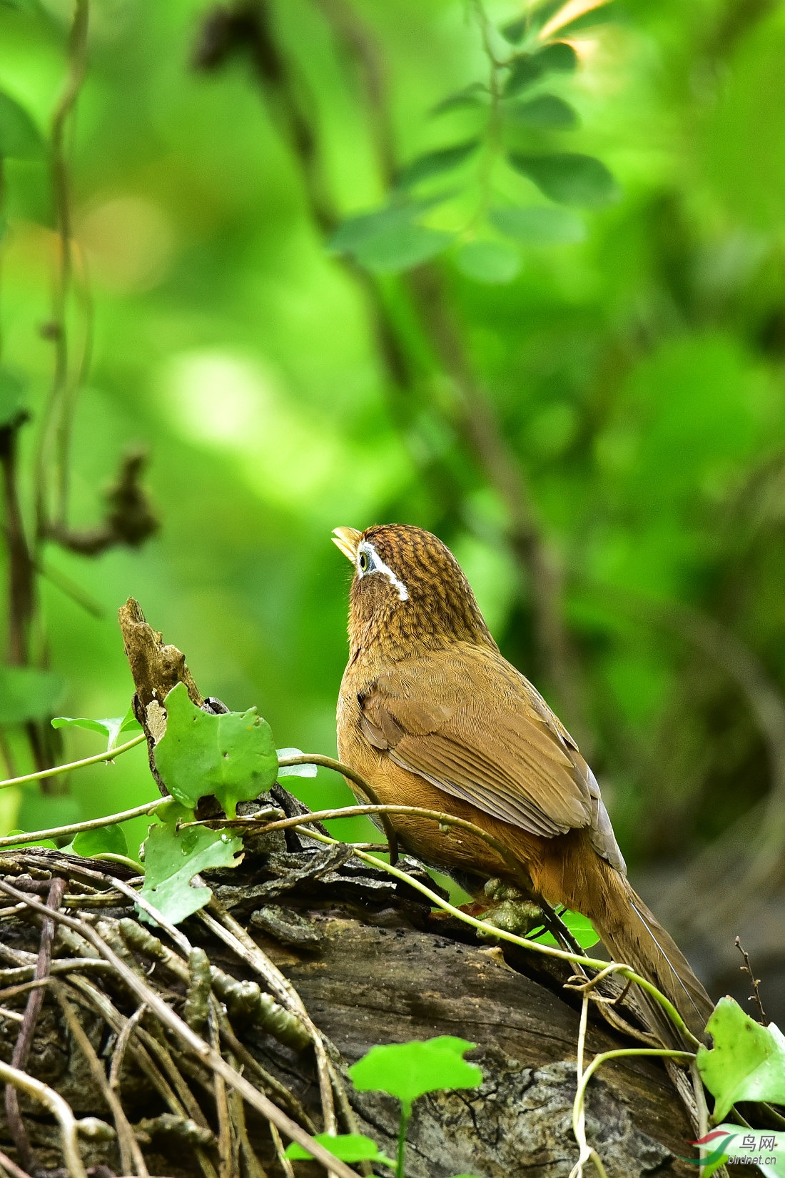 DSC_0053.JPG