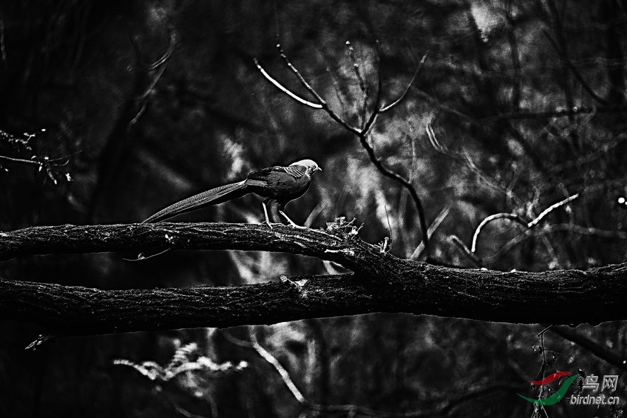 BW6I3652_����_����1_����.jpg