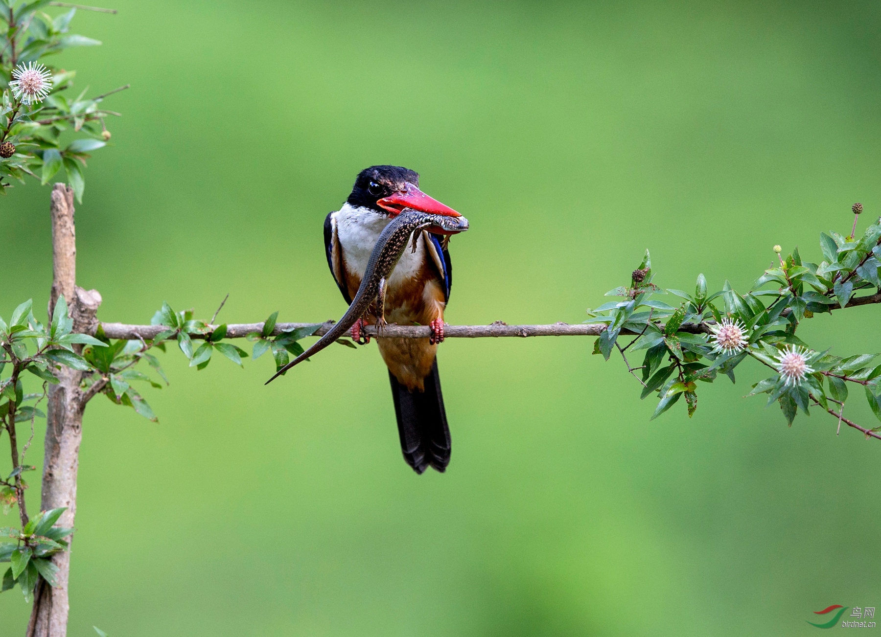 BW4Q8564 - ����.jpg