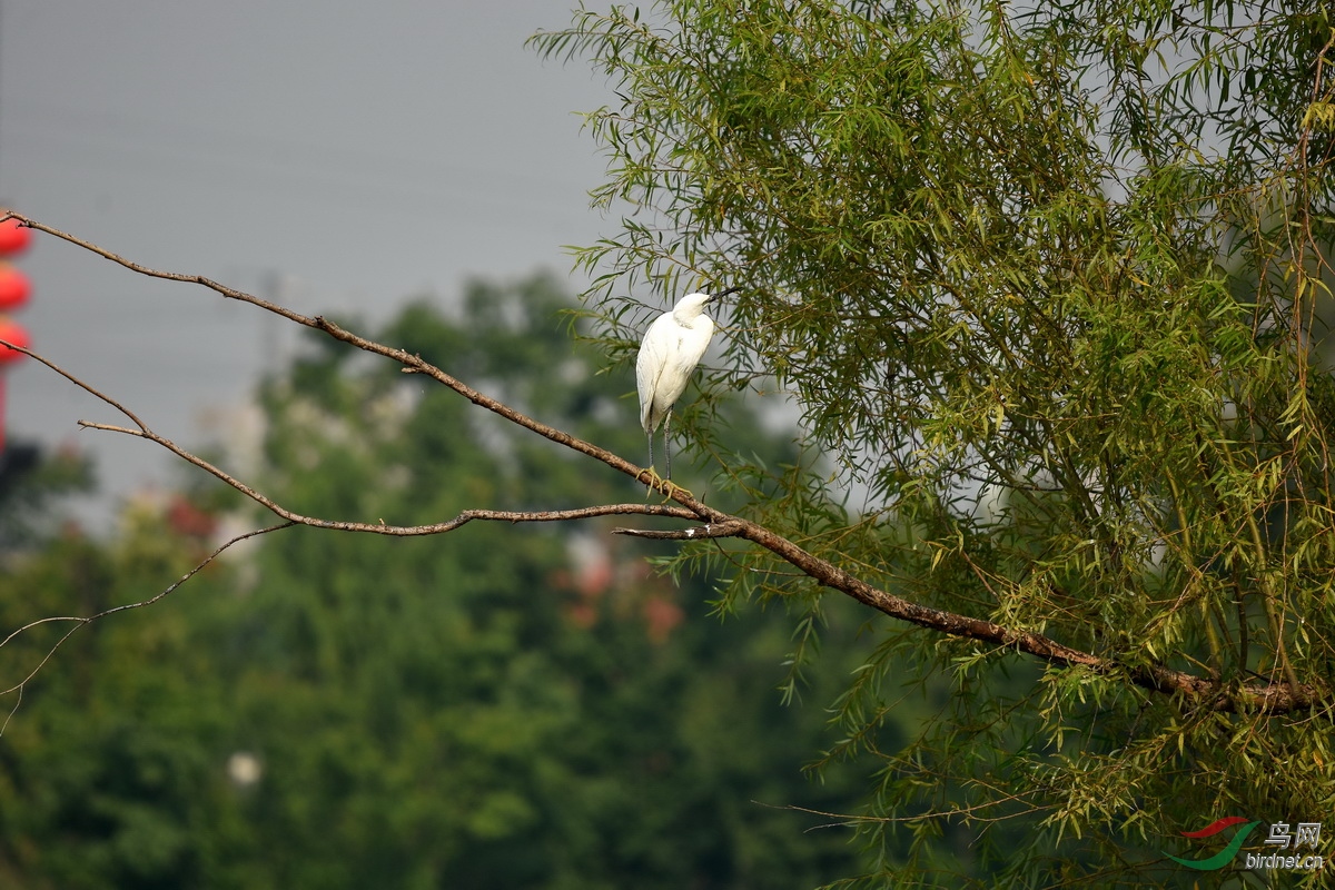 DSC_1886.JPG