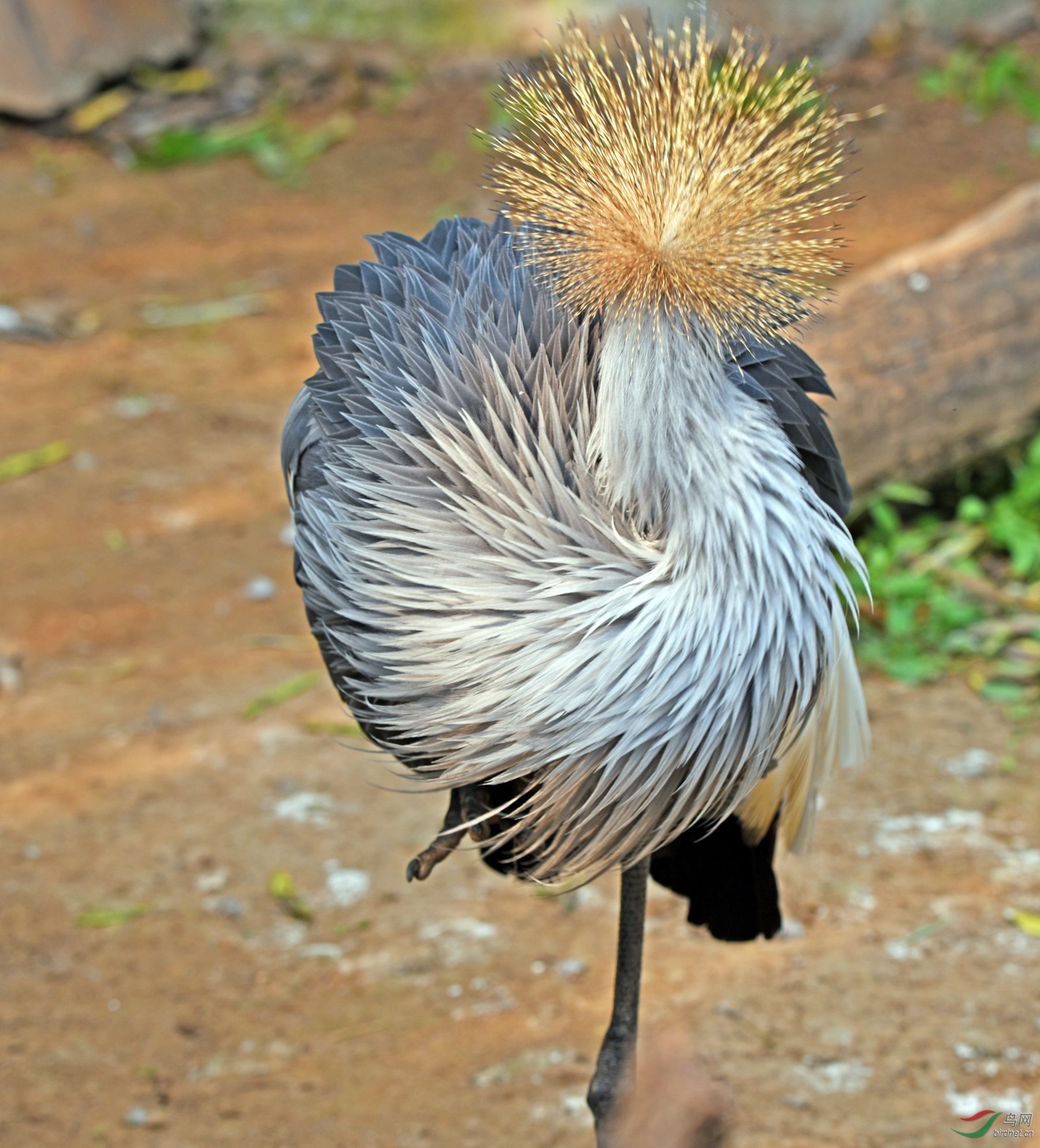 美丽漂亮的东非冕鹤