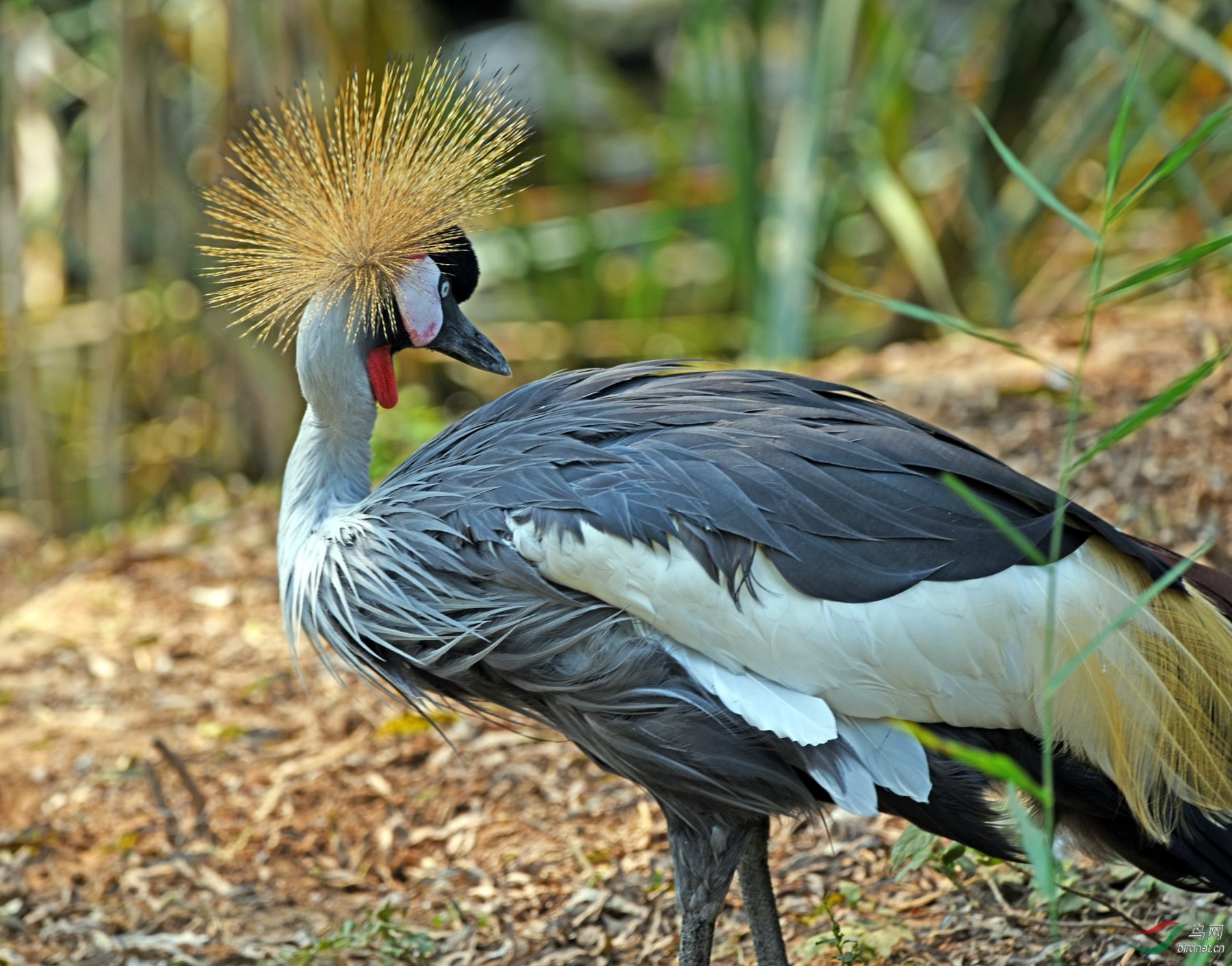 美丽漂亮的东非冕鹤