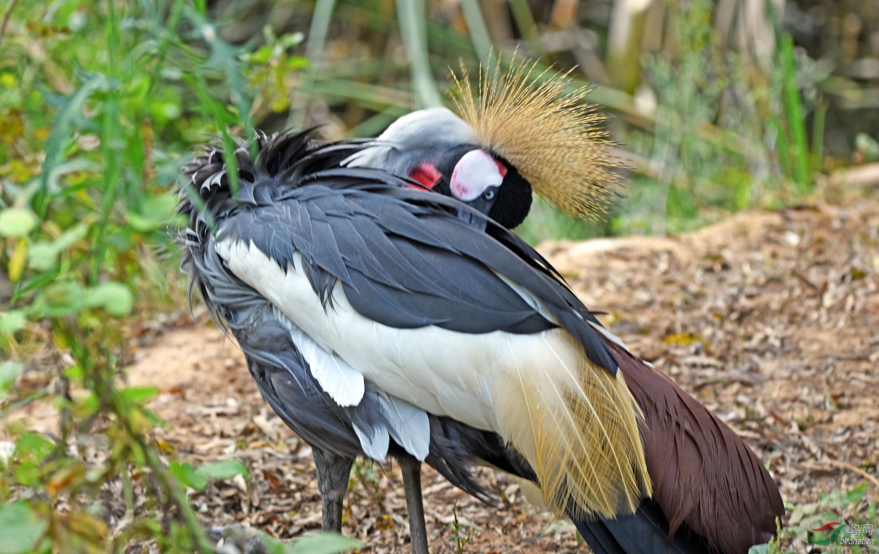 美丽漂亮的东非冕鹤