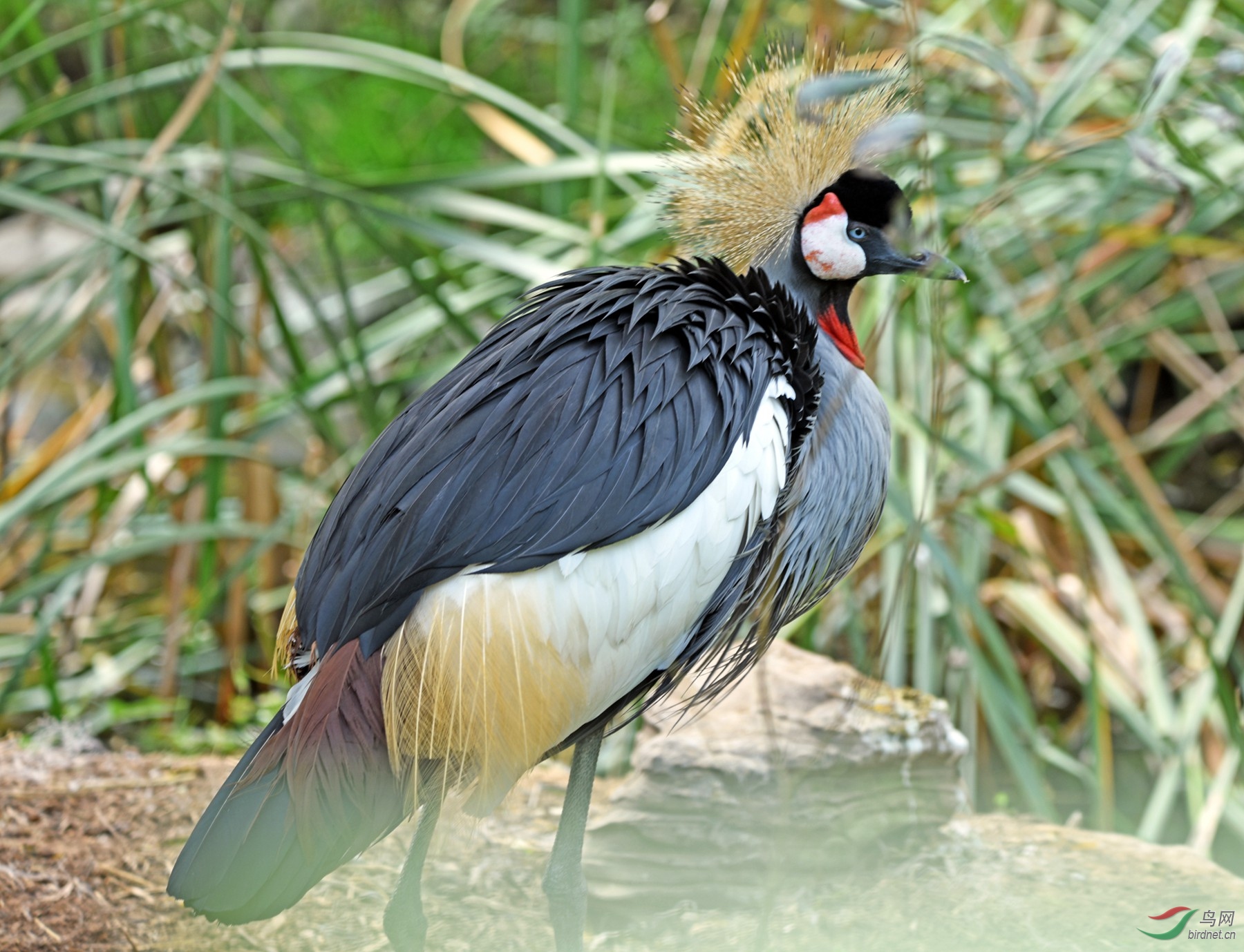 美丽漂亮的东非冕鹤