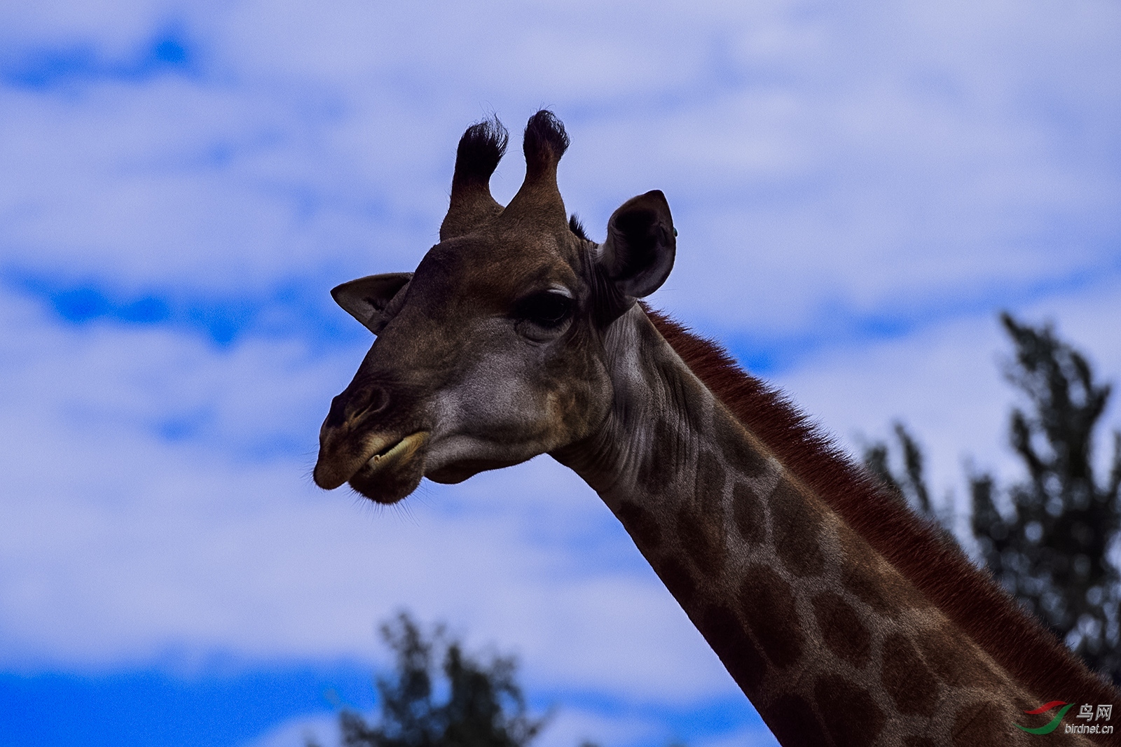 _D5S8452_10100a.jpg